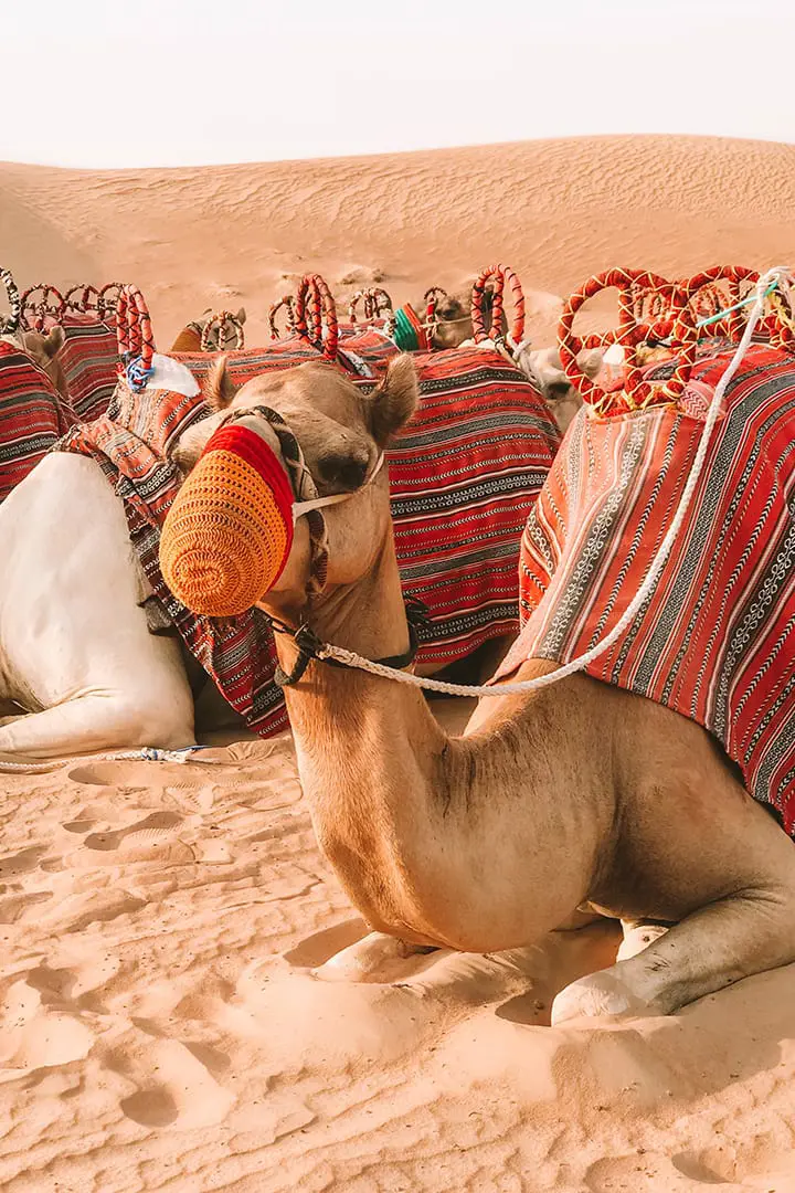 Hamdan Camp Abu Dhabi — photo 4 of 4